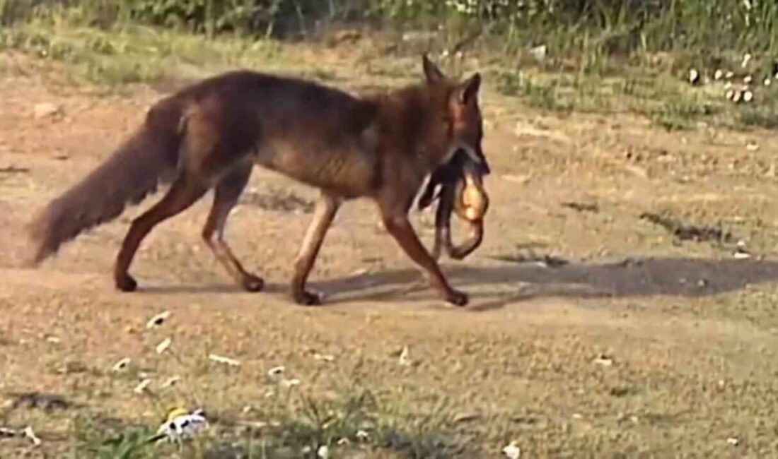 Tekirdağ’daki Ganos Dağları’na kurulan fotokapanlara yansıyan görüntülerde bir çakalın ağzında