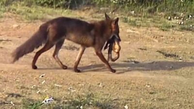 Tekirdağ’daki Ganos Dağları’na kurulan fotokapanlara yansıyan görüntülerde bir çakalın ağzında