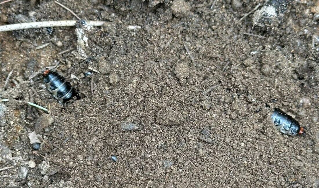 Manisa’nın Sarıgöl ilçesi ve çevresindeki ormanlık alanlarda çam ağaçlarına zarar
