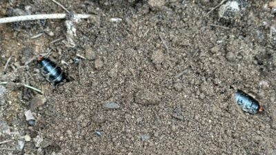 Manisa’nın Sarıgöl ilçesi ve çevresindeki ormanlık alanlarda çam ağaçlarına zarar