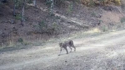 Çankırı’da doğaya yerleştirilen fotokapanlar, nesli tükenme tehlikesi altındaki vaşakları görüntüledi.