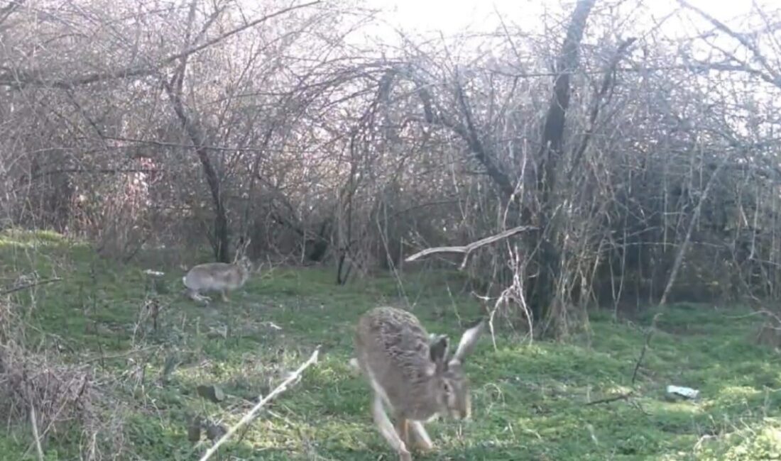 Çankırı’da yaban hayatını izlemek amacıyla ormanlık alanlara yerleştirilen fotokapan kameralar,