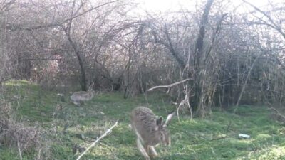 Çankırı’da yaban hayatını izlemek amacıyla ormanlık alanlara yerleştirilen fotokapan kameralar,