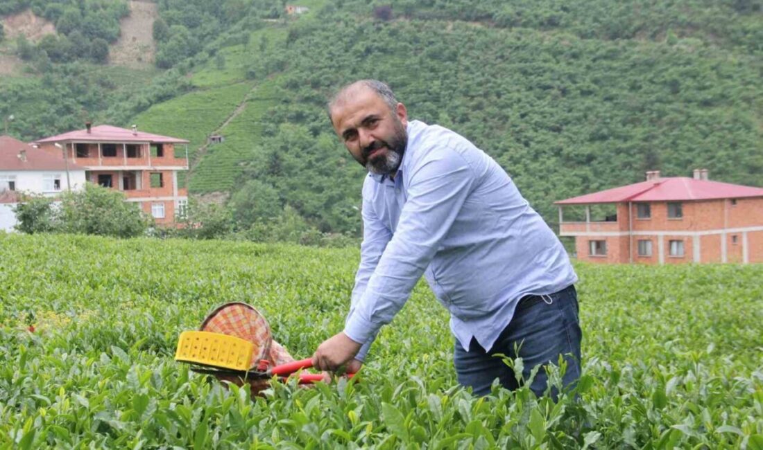 Geçtiğimiz yıl yaş çay sezonunda 25,44 TL olan yaş çay