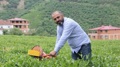 Geçtiğimiz yıl yaş çay sezonunda 25,44 TL olan yaş çay