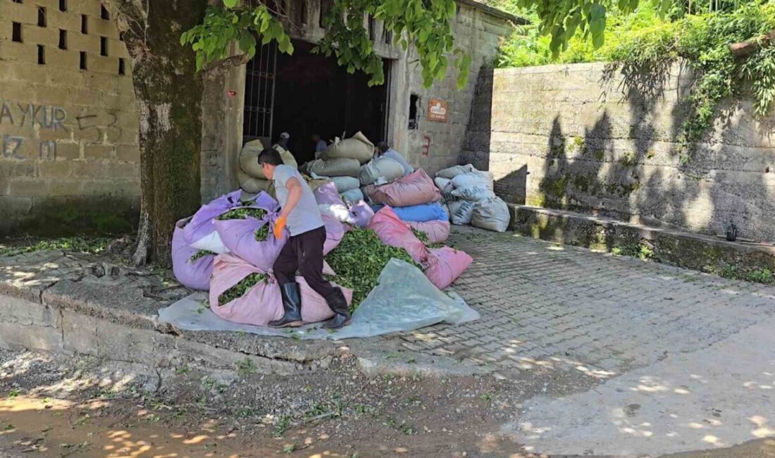 Çay İşletmeleri (ÇAYKUR) Genel Müdürlüğü, sezonun ilk gününde üreticiden 900