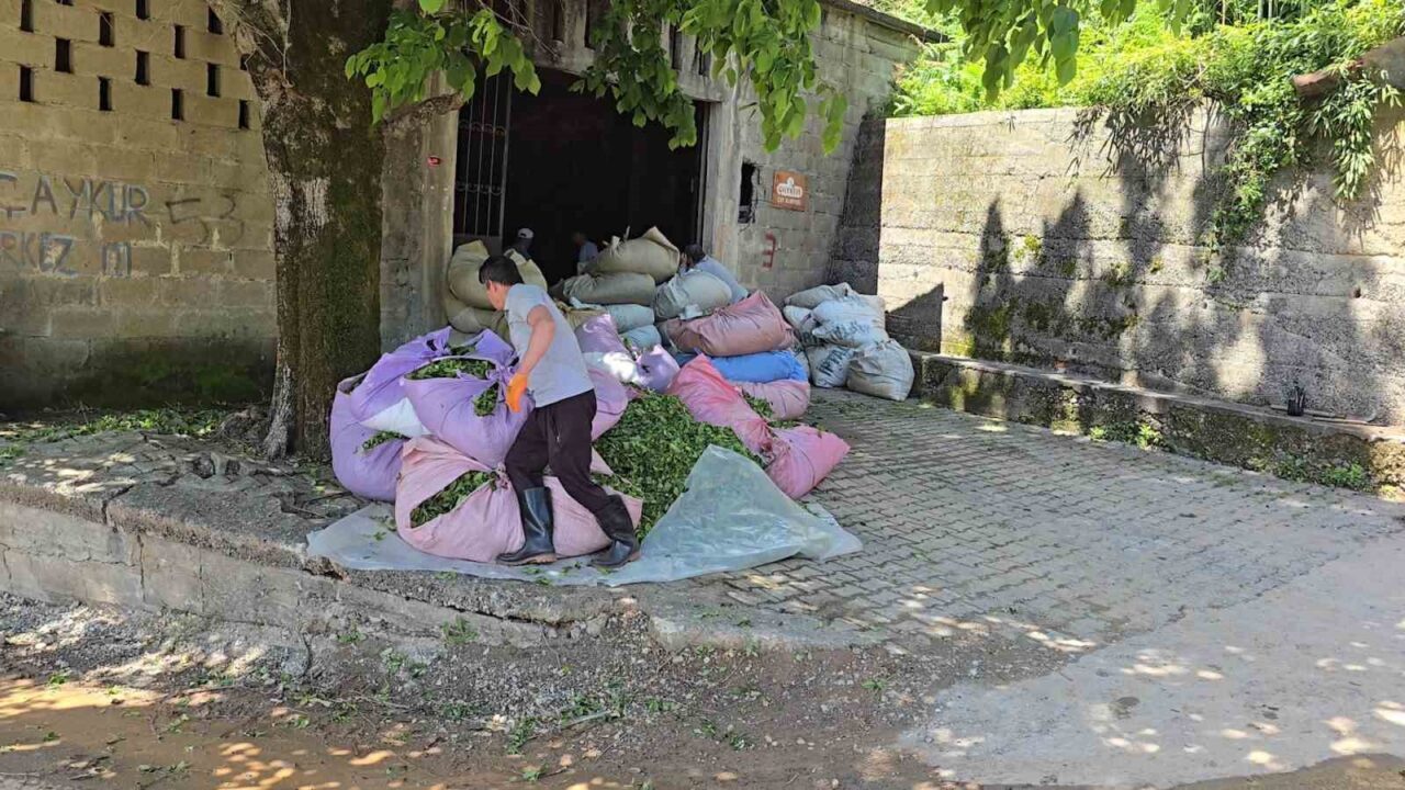Çay İşletmeleri (ÇAYKUR) Genel Müdürlüğü, sezonun ilk gününde üreticiden 900