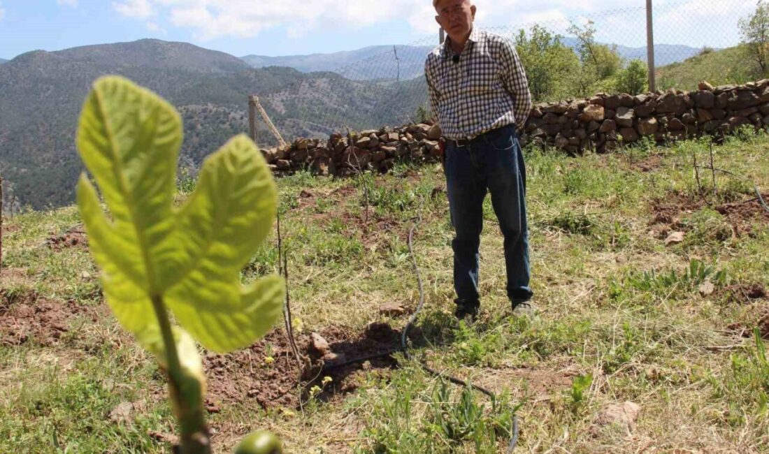 Çorum’un Oğuzlar ilçesinde yaşayan emekli ziraat mühendisi, ceviz ağaçlarının her