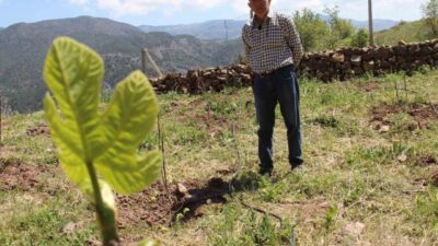 Çorum’un Oğuzlar ilçesinde yaşayan emekli ziraat mühendisi, ceviz ağaçlarının her
