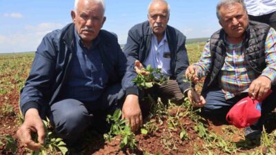 Hatay’da etkili olan dolu yağışı, Amik Ovası’nda hasada hazırlanan soğan,