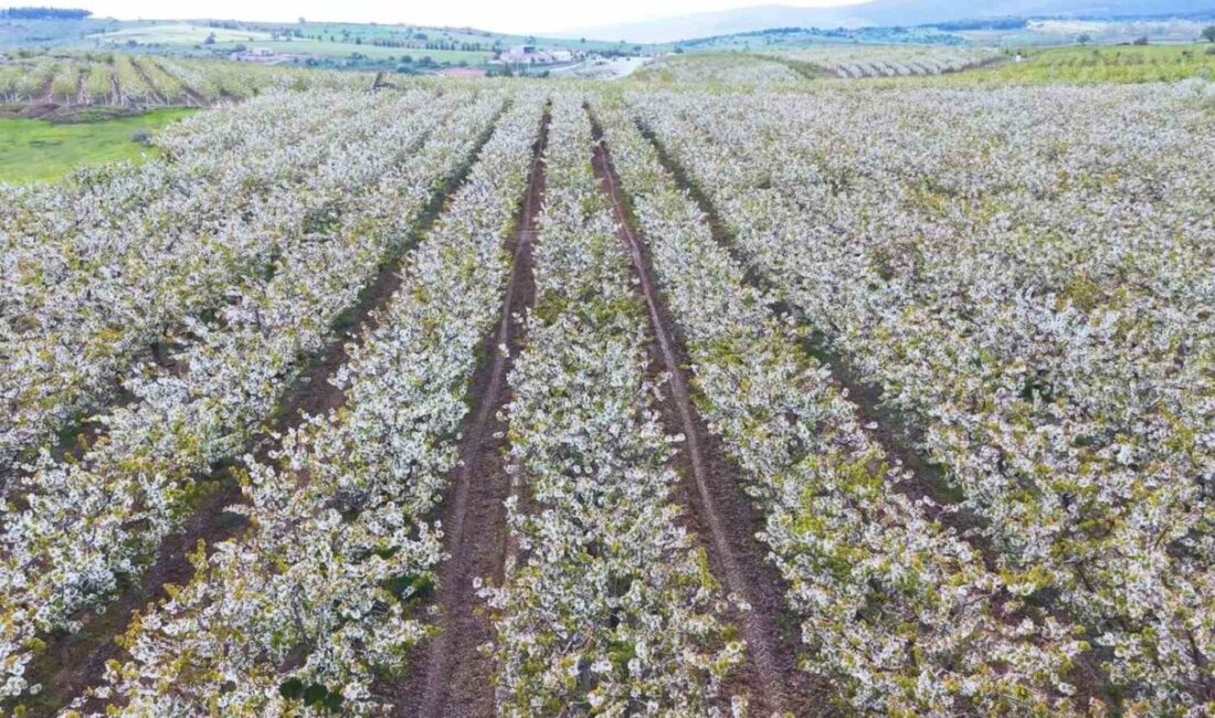 Eskişehir’in Mihalıççık ilçesinde dalları beyaz çiçek açan kiraz ağaçlarının oluşturduğu