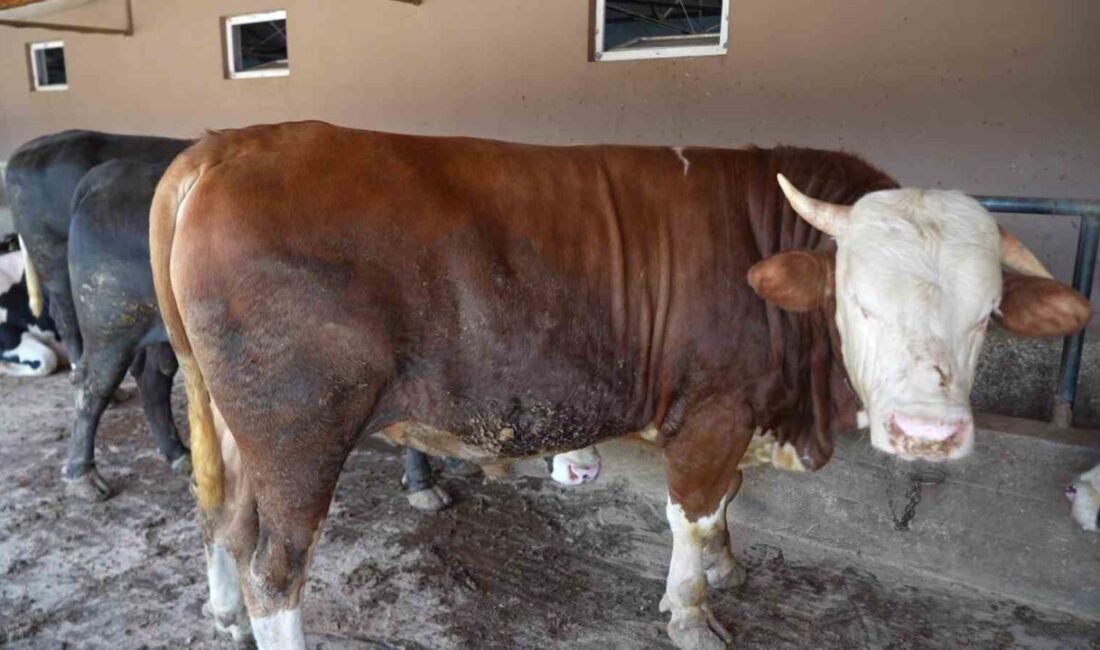 Kocaeli’de Kurban Bayramı öncesi besi çiftliklerinde hareketlilik devam ederken, özenle