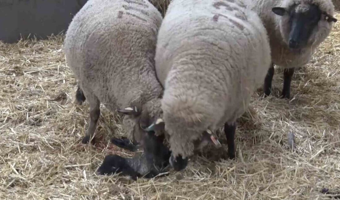 Balıkesir’deki bir hayvancılık işletmesinde dünyaya gelen Merinos cinsi kuzu, iki
