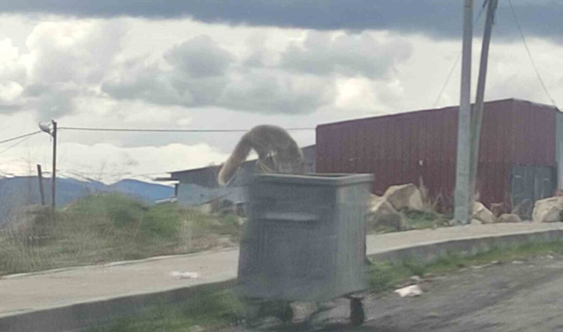 Ardahan’da çöp konteynerinde yiyecek arayan kızıl tilki, kameraya yansıdı. Aç