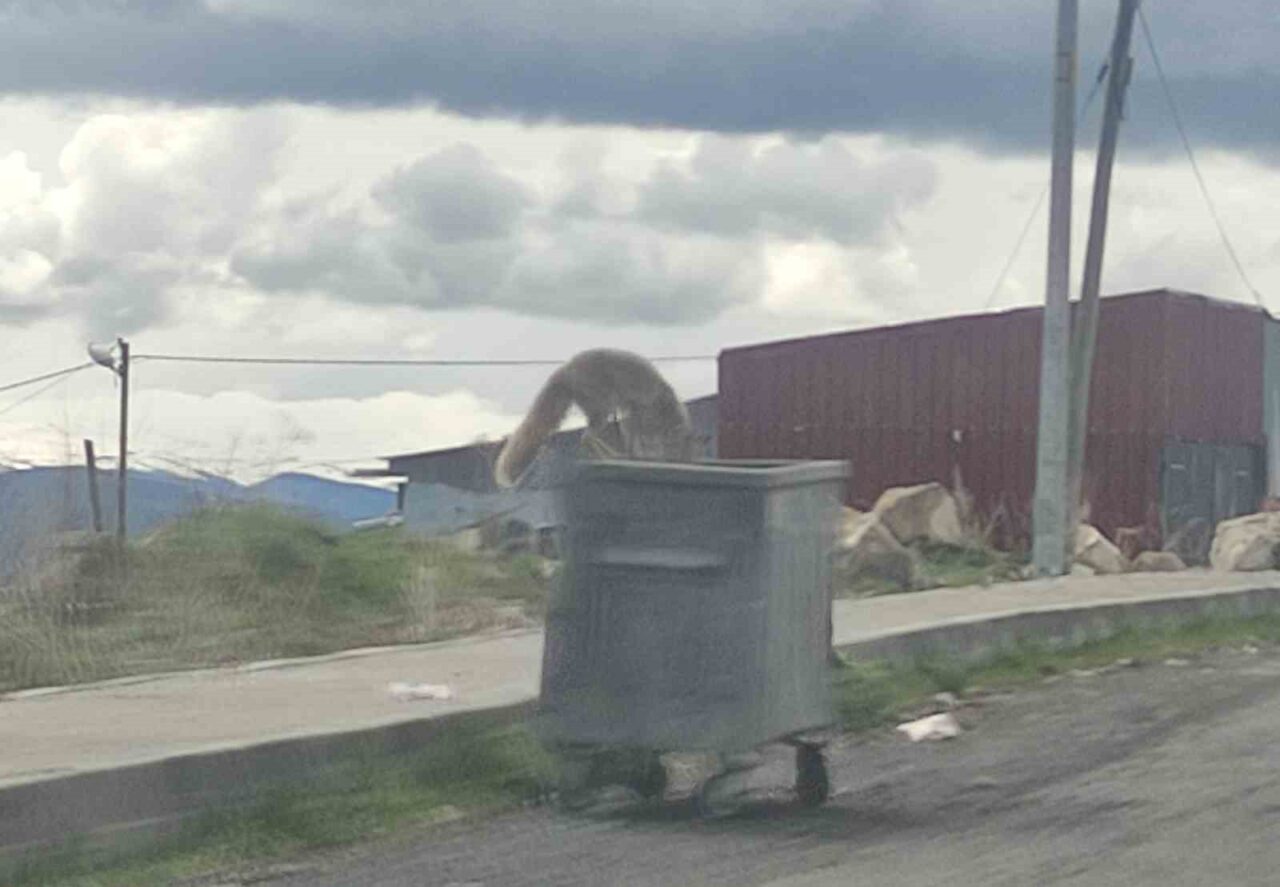 Ardahan’da çöp konteynerinde yiyecek arayan kızıl tilki, kameraya yansıdı. Aç