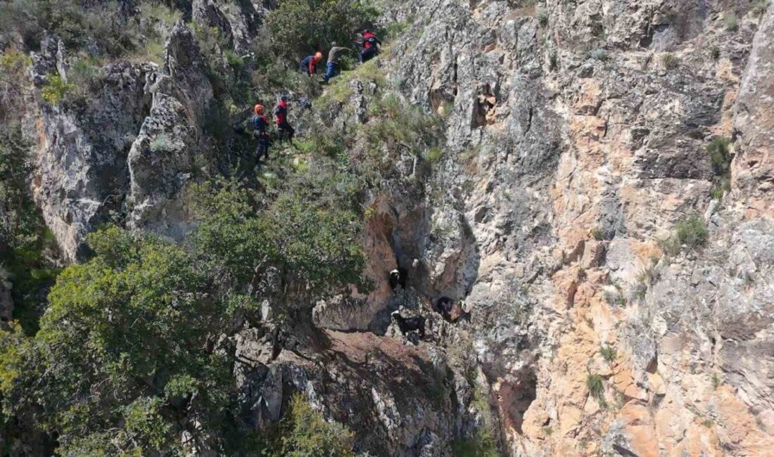 Burdur’da dağlık alanda mahsur kalan keçiler, ekiplerce kurtarılarak sahibine teslim