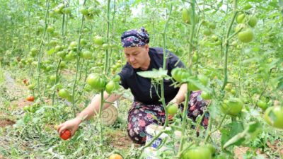 Aydın’ın İncirliova ilçesinde üretilen ve yerli halkın Dangalak olarak isim
