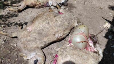 Malatya’nın Darende ilçesinde yerleşim alanına inen kurtlar bir ağıldaki küçükbaş
