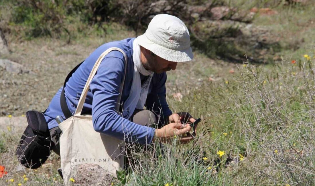 Malatya’nın Darende ilçesinde yürütülen “Darende Florası Projesi” kapsamında ilk kapsamlı