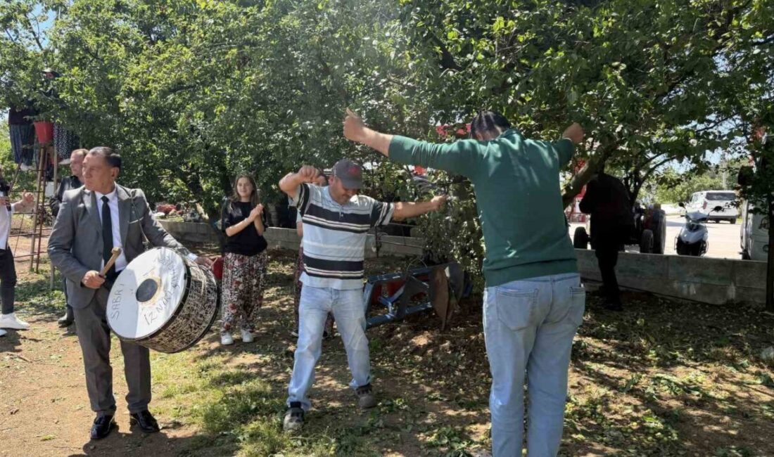 Bursa’nın İznik ilçesinde sezonun ilk erik hasadı davul zurna eşliğinde