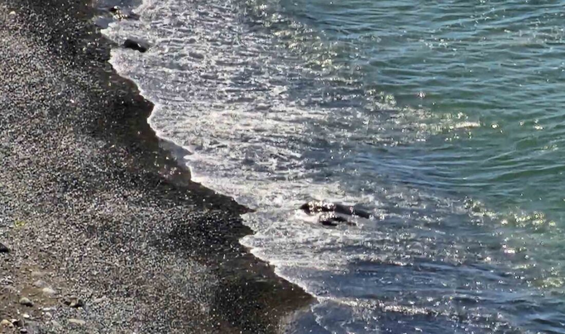 Zonguldak’ın Kozlu ilçesine bağlı Fatih Mahallesi’nde deniz kıyısında ceset olduğu