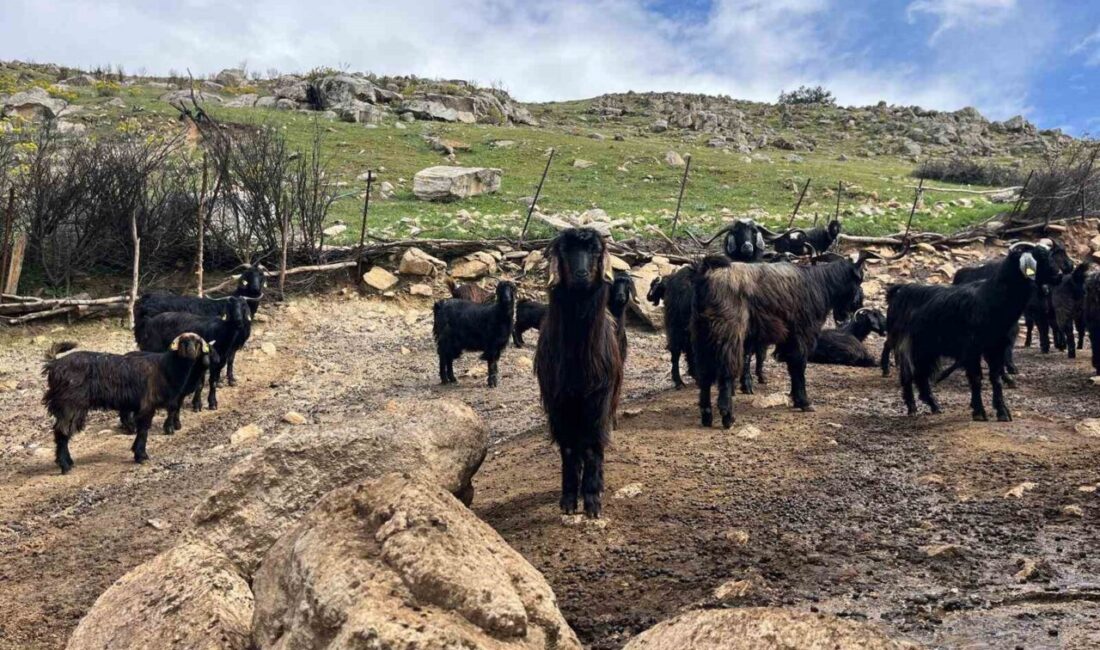 Kurban Bayramı’nın yaklaşmasıyla birlikte hayvan pazarlarında hareketlilik artarken, üreticiler ise
