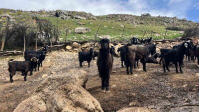 Kurban Bayramı’nın yaklaşmasıyla birlikte hayvan pazarlarında hareketlilik artarken, üreticiler ise