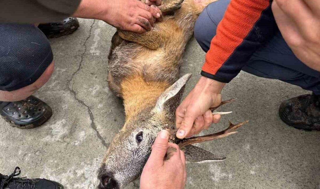 Artvin’in Arhavi ilçesinde Kapisre Deresi’nde mahsur kalan karaca, duyarlı vatandaşların