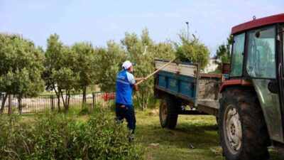 Didim Belediyesi ekipleri tarafından ilçe genelindeki okullarda ot biçme ve