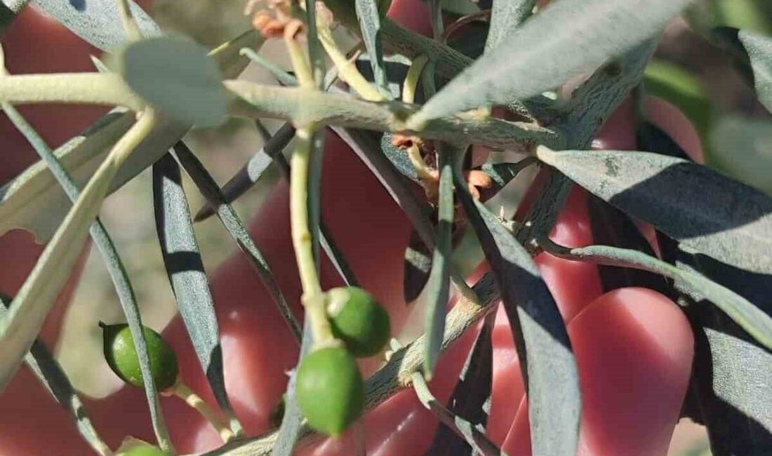 Aydın’ın Didim ilçesinde zeytinlerde dökülmeye neden olan zeytin güvesinin meyve