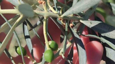 Aydın’ın Didim ilçesinde zeytinlerde dökülmeye neden olan zeytin güvesinin meyve
