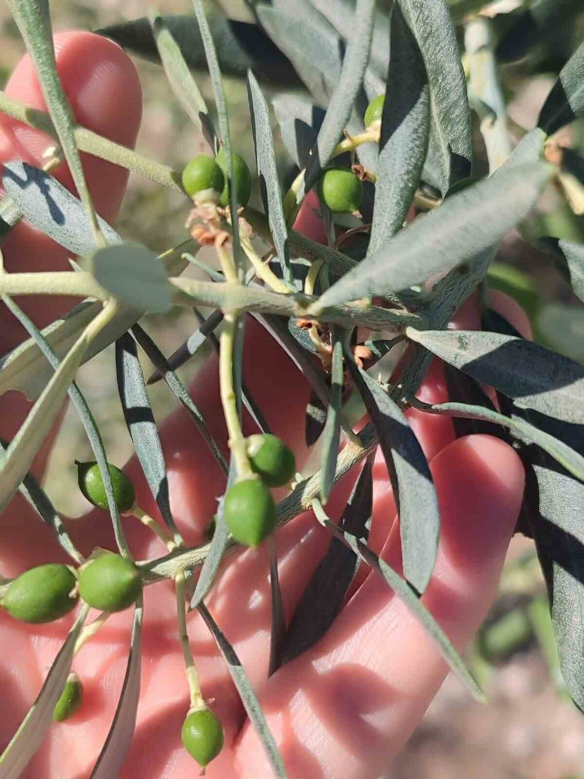 Aydın’ın Didim ilçesinde zeytinlerde dökülmeye neden olan zeytin güvesinin meyve