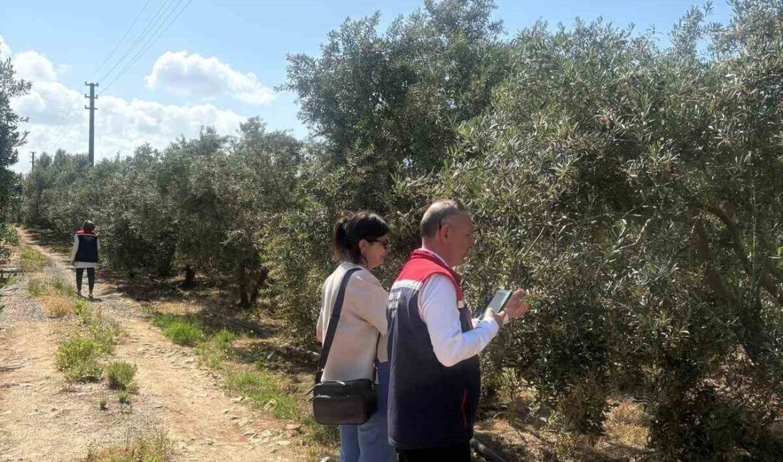 Aydın’ın Didim ilçesinde 2026 yılı zeytin ve zeytinyağı rekoltesinin belirlenmesine