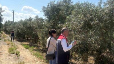Aydın’ın Didim ilçesinde 2026 yılı zeytin ve zeytinyağı rekoltesinin belirlenmesine