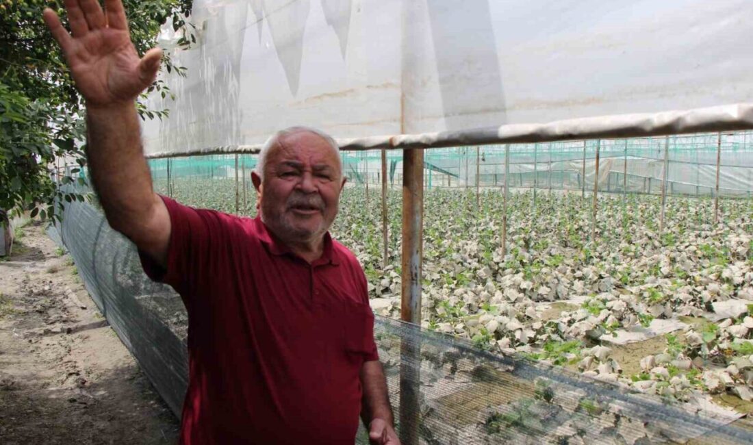Amasya’da Yeşilırmak’ta yaşanan taşkın nedeniyle sular altında kalan arazilerindeki fideler