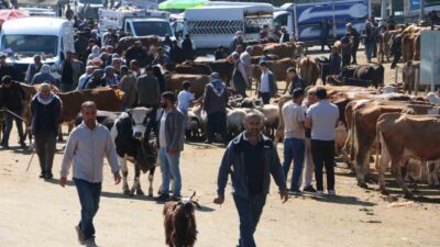 Kurban Bayramı’na sayılı günler kala Canlı Hayvan Borsasında yoğunluk yaşanıyor.