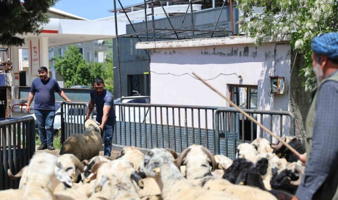 Diyarbakır’da besiciler, işlemleri tamamlanan kurbanlıklarını şehir dışına sevk etmeye devam