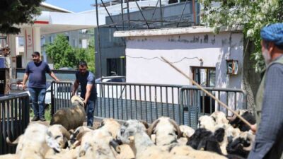 Diyarbakır’da besiciler, işlemleri tamamlanan kurbanlıklarını şehir dışına sevk etmeye devam