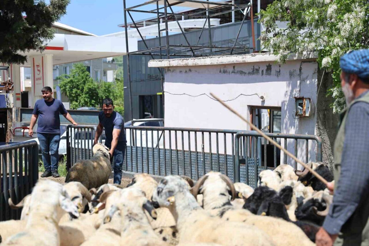 Diyarbakır’da besiciler, işlemleri tamamlanan kurbanlıklarını şehir dışına sevk etmeye devam