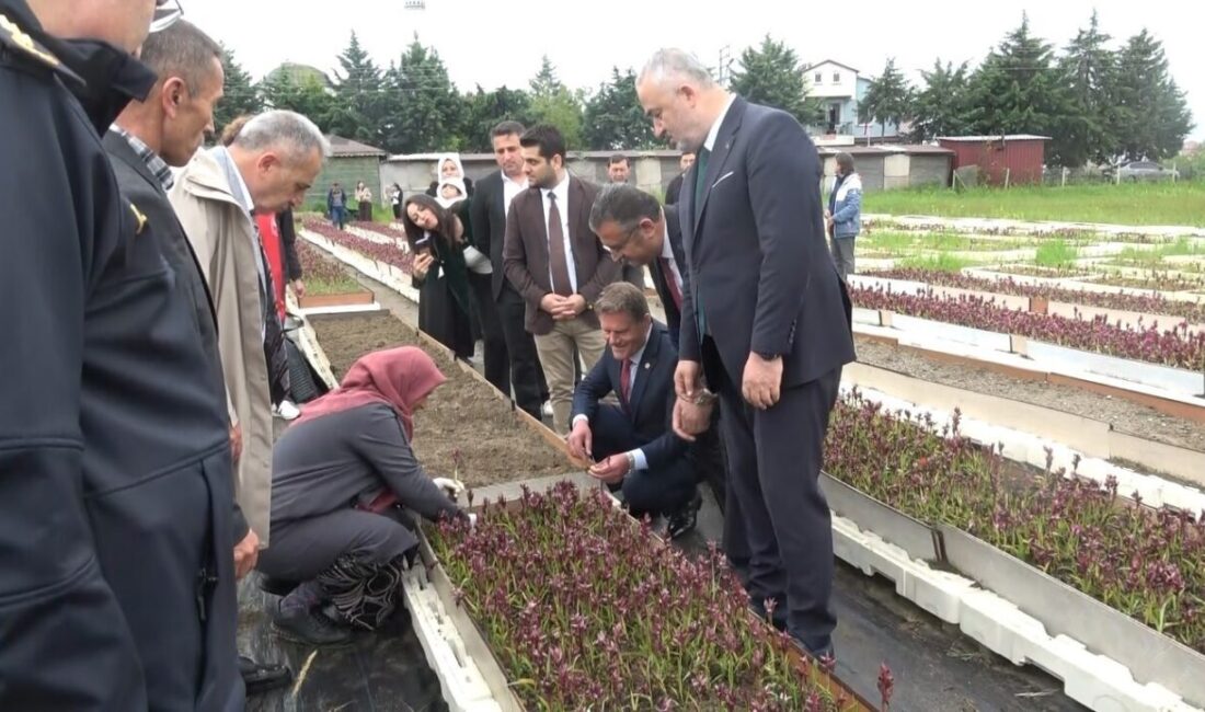 Samsun’un 19 Mayıs ilçesinde bu yıl 4’üncüsü düzenlenen Salep Hasat