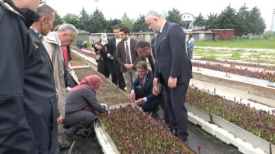 Samsun’un 19 Mayıs ilçesinde bu yıl 4’üncüsü düzenlenen Salep Hasat