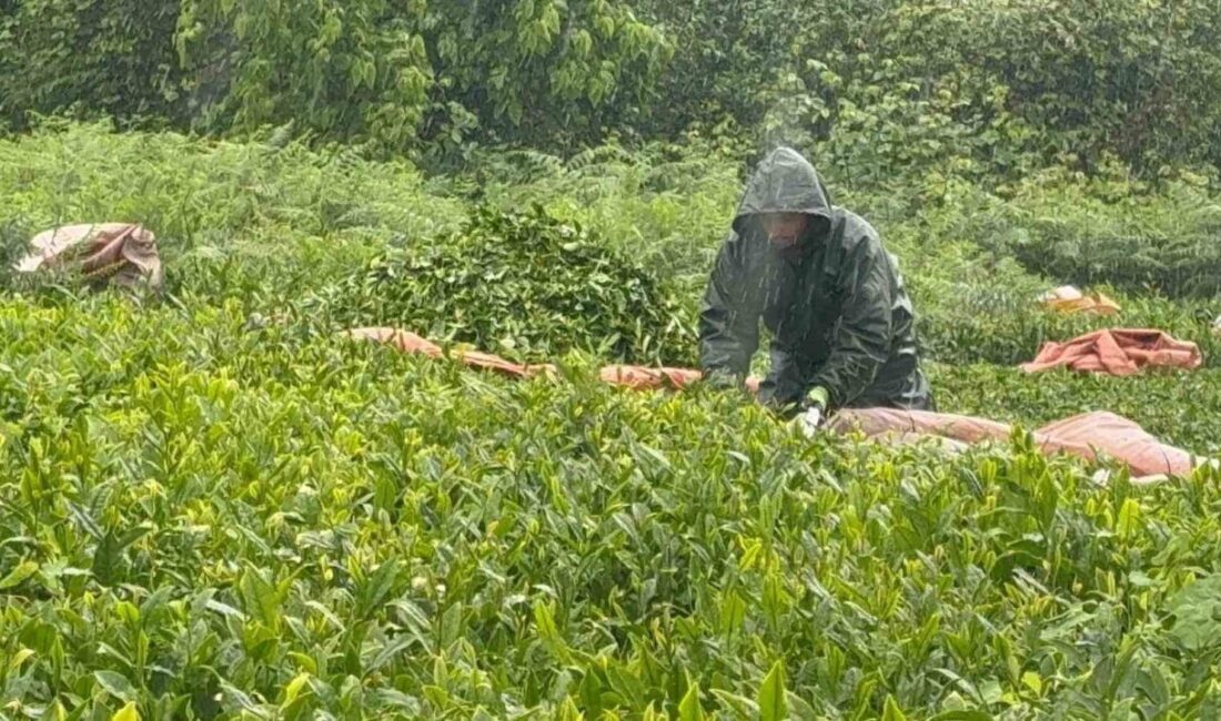 Doğu Karadeniz Bölgesi’nde etkili olan şiddetli yağışlara rağmen Kurban Bayramı