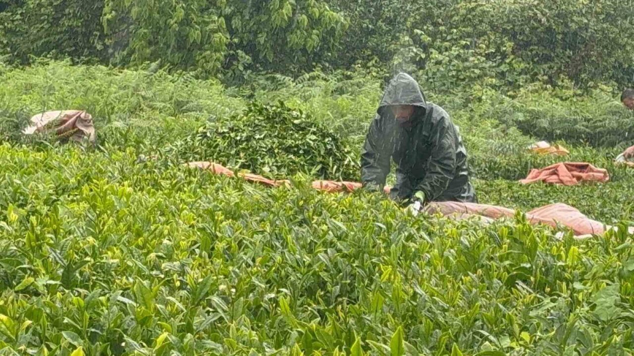 Doğu Karadeniz Bölgesi’nde etkili olan şiddetli yağışlara rağmen Kurban Bayramı