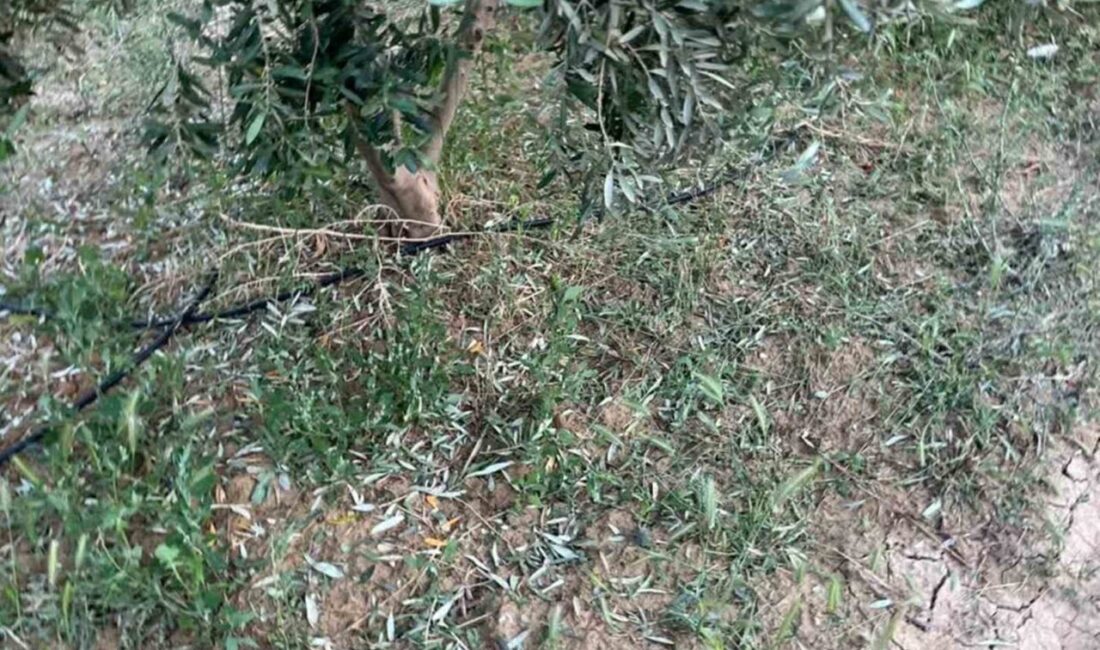 Mersin’in Mut ilçesinin yüksek kesimlerinde etkili olan dolu, kayısı ve