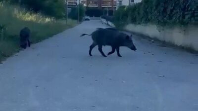 Bursa’da aç kalan iki domuz, yerleşim yerine inerek yiyecek aradı.