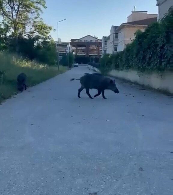 Bursa’da aç kalan iki domuz, yerleşim yerine inerek yiyecek aradı.