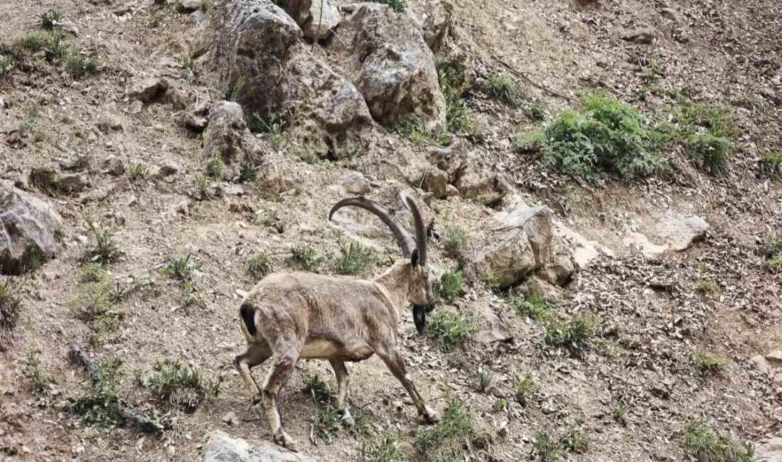 Tunceli’de Munzur Vadisi Milli Parkı ile Kırk Merdiven Vadisi’nde görüntülenen