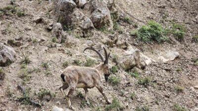 Tunceli’de Munzur Vadisi Milli Parkı ile Kırk Merdiven Vadisi’nde görüntülenen
