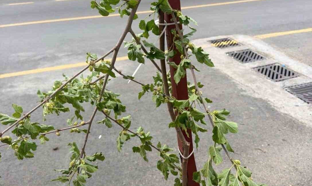Siirt’te ailesiyle yolda yürüyen çocuk, taze dut ağacının dalını tek