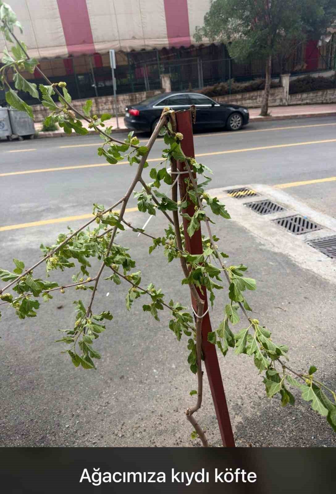 Siirt’te ailesiyle yolda yürüyen çocuk, taze dut ağacının dalını tek